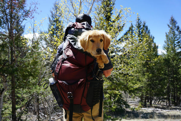 Guide d'achat : le meilleur sac à dos pour chien en 2025